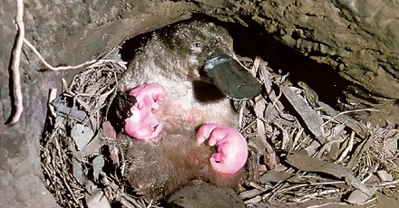 没有乳头鸭嘴兽是如何哺乳幼崽的?