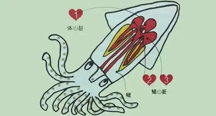 章鱼拥有三颗心脏?