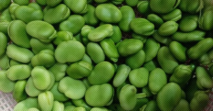 为什么蚕豆和臭袜子是同一个味道？