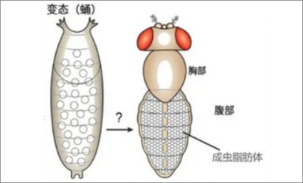 既然蚕蛹里只是一坨蛋白质液体,那为什么还会动呢?