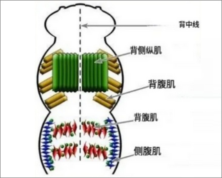 既然蚕蛹里只是一坨蛋白质液体,那为什么还会动呢?