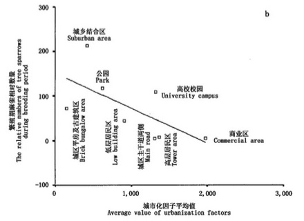 过去城里随处可见的麻雀,为什么现在几乎都换成了珠颈斑鸠?