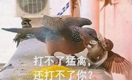 过去城里随处可见的麻雀,为什么现在几乎都换成了珠颈斑鸠?