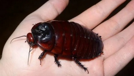 蟑螂如果和小龙虾一样大，能吃吗？