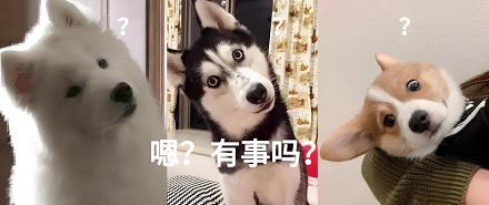 为什么狗狗总给你「歪头杀」？
