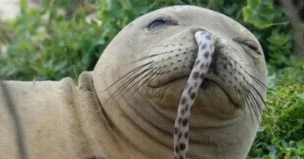 海豹为什么要把鳗鱼插进鼻孔里？