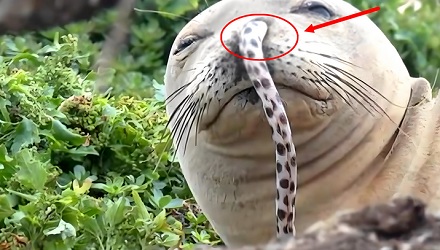 海豹为什么要把鳗鱼插进鼻孔里？