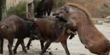 为啥家猪放到野外就会变成野猪，甚至还长出獠牙？