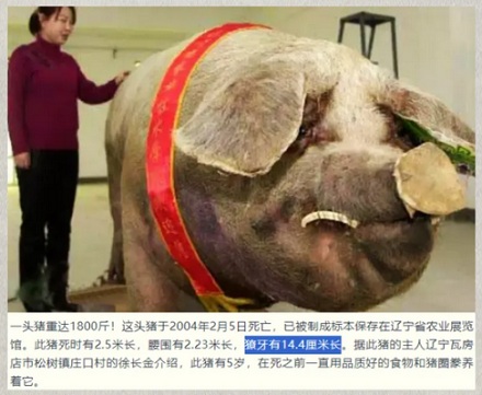 为啥家猪放到野外就会变成野猪,甚至还长出獠牙?