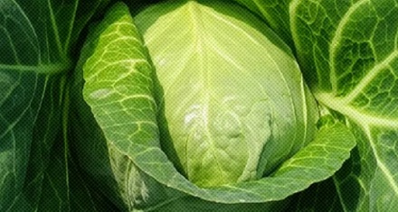 卷心菜为什么要把叶子卷起来，而不是展开进行光合作用？