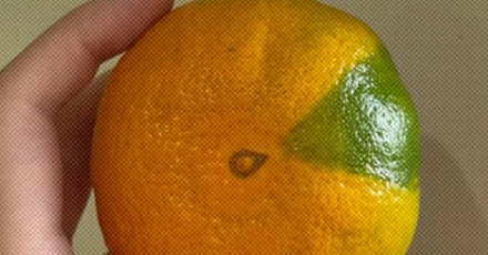 水果摊上这种半橙半绿的「阴阳橘」还能吃吗?