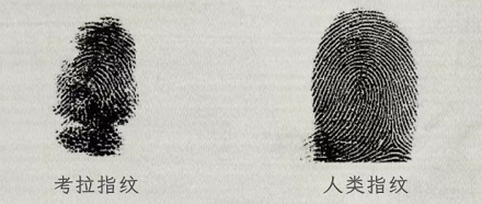 为什么在澳大利亚的犯罪现场千万不能出现考拉?