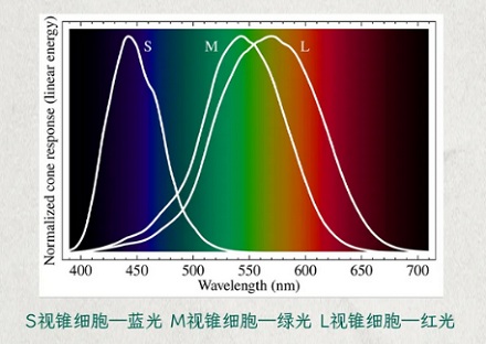 为什么在阳光下闭眼久了睁眼视野会变绿？