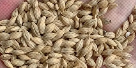 为什么欧洲人爱种大麦，中国人爱种小麦？