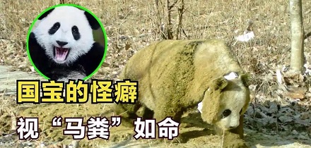 为什么素岭的大熊猫冬天一看见马粪就兴奋?