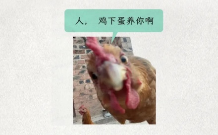 为什么国外动不动就有「鸡蛋荒」，中国却很少？