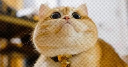 为什么只有人类的眼睛有大块眼白？