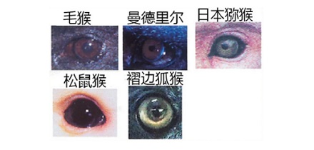 为什么只有人类的眼睛有大块眼白？