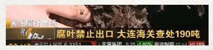 为什么出口落叶是违法的？