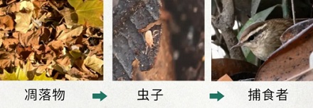 为什么出口落叶是违法的？