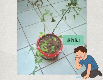 为什么有的桃子里面会吃出来很多叶子?