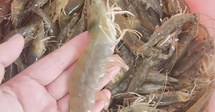 咸水虾性别由光照决定？