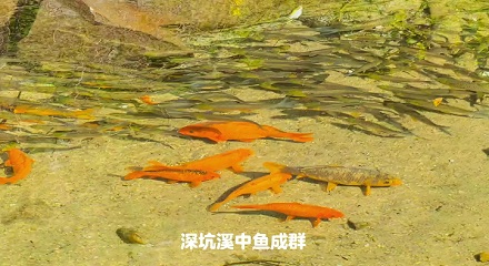 为什么有水的地方就会自动长鱼?