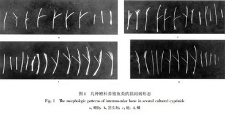 为什么吃淡水鱼更容易被鱼刺卡嗓子?