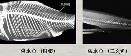 为什么吃淡水鱼更容易被鱼刺卡嗓子?