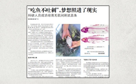 为什么吃淡水鱼更容易被鱼刺卡嗓子?