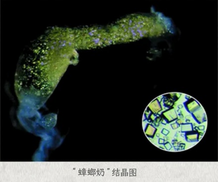 蟑螂不会产奶，比牛奶更营养的「蟑螂奶」是怎么来的？