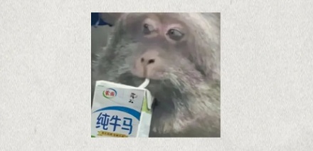 蟑螂不会产奶，比牛奶更营养的「蟑螂奶」是怎么来的？