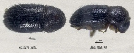茶树、咖啡树和可可树明明没关系，为什么都进化出了咖啡因？