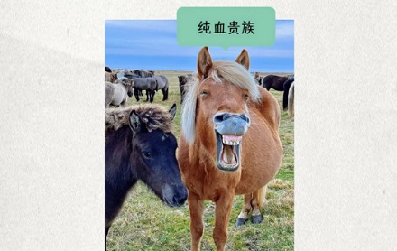 为什么冰岛的马只要出了国，就不能再回去？