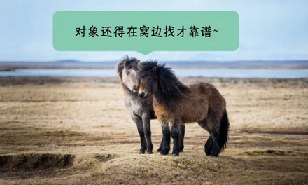 为什么冰岛的马只要出了国，就不能再回去？