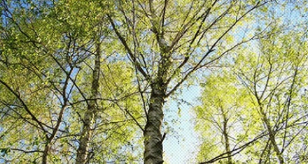 为什么说春天要小心那些看起来「不会开花的树」？