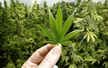 大麻明明是毒品，为啥有的衣服却是用大麻做的？