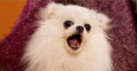 动物会对人类过敏吗？