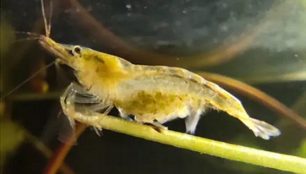 为什么菜市场买来的对虾，从来见不到虾籽？