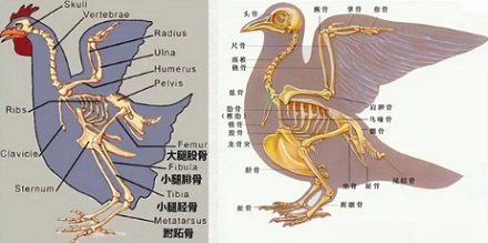 如果人类没有见过鸡，只凭副鸡骨架，能够真实还原出鸡的样子吗？