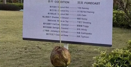 酒店为什么要在草坪上挂个椰子？