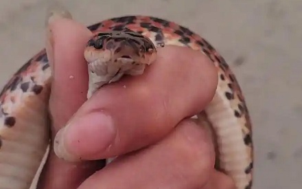 大虫、长虫…古人为什么喜欢用「虫」来称呼动物？