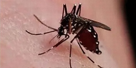 雌蚊子靠拍打翅膀的声音吸引雄性，那耳聋的雄蚊子怎么办？