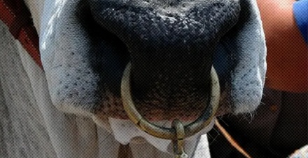 为什么牛要穿鼻环，而不是和马一样用笼头呢？