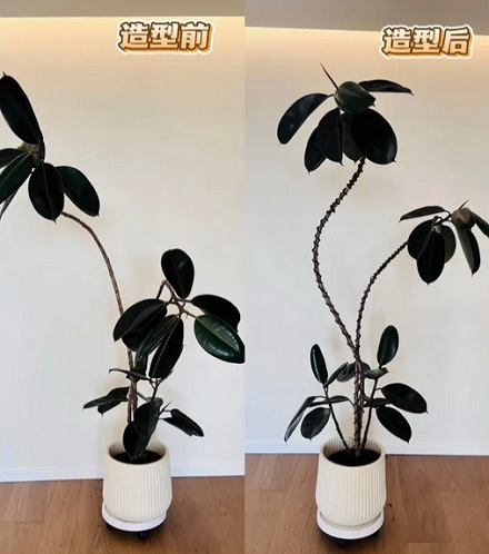 为什么花鸟市场的盆栽枝干上都缠着黑色胶布？