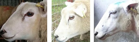 阉猪惊天动地，骗羊为何悄无声息？