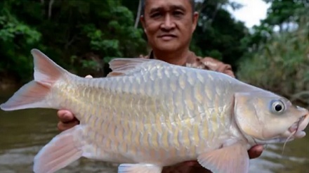 为啥有种鱼叫「忘不了鱼」，是好吃到忘不了味道吗？