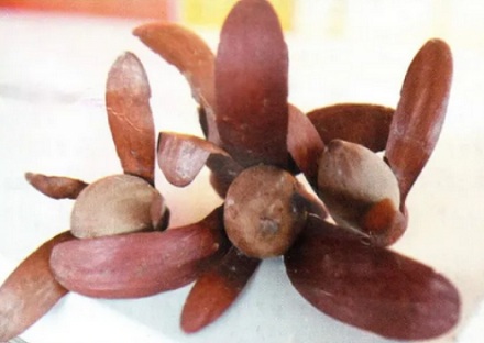 为啥有种鱼叫「忘不了鱼」，是好吃到忘不了味道吗？