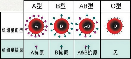 为什么每次住院都要查血型，人的血型不是不会变吗？