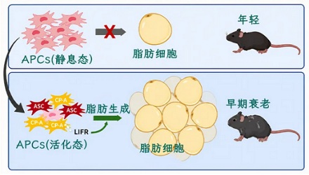 为什么说 35 岁是体重上的「一道坎」？